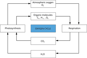 oxycyc.png