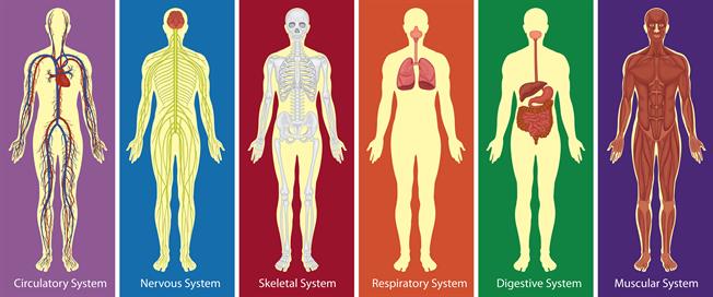 organ systems of the human body