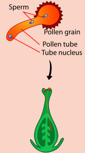 174px-Pollen_Tub1.svg.png