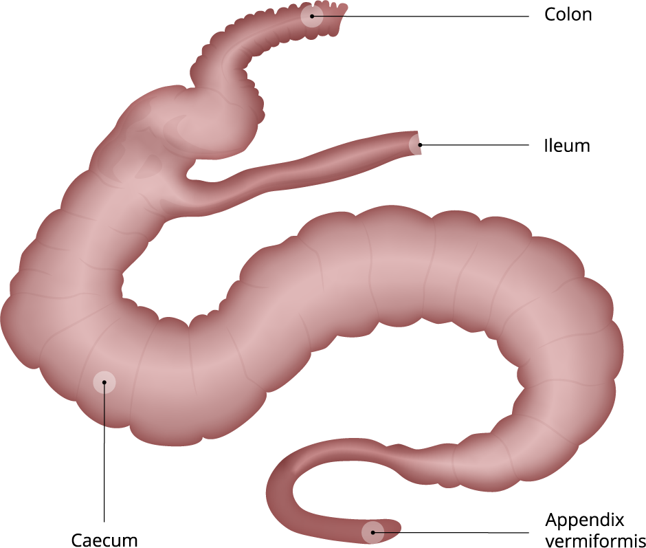 Digestive system of rabbit — lesson. Science State Board, Class 10.