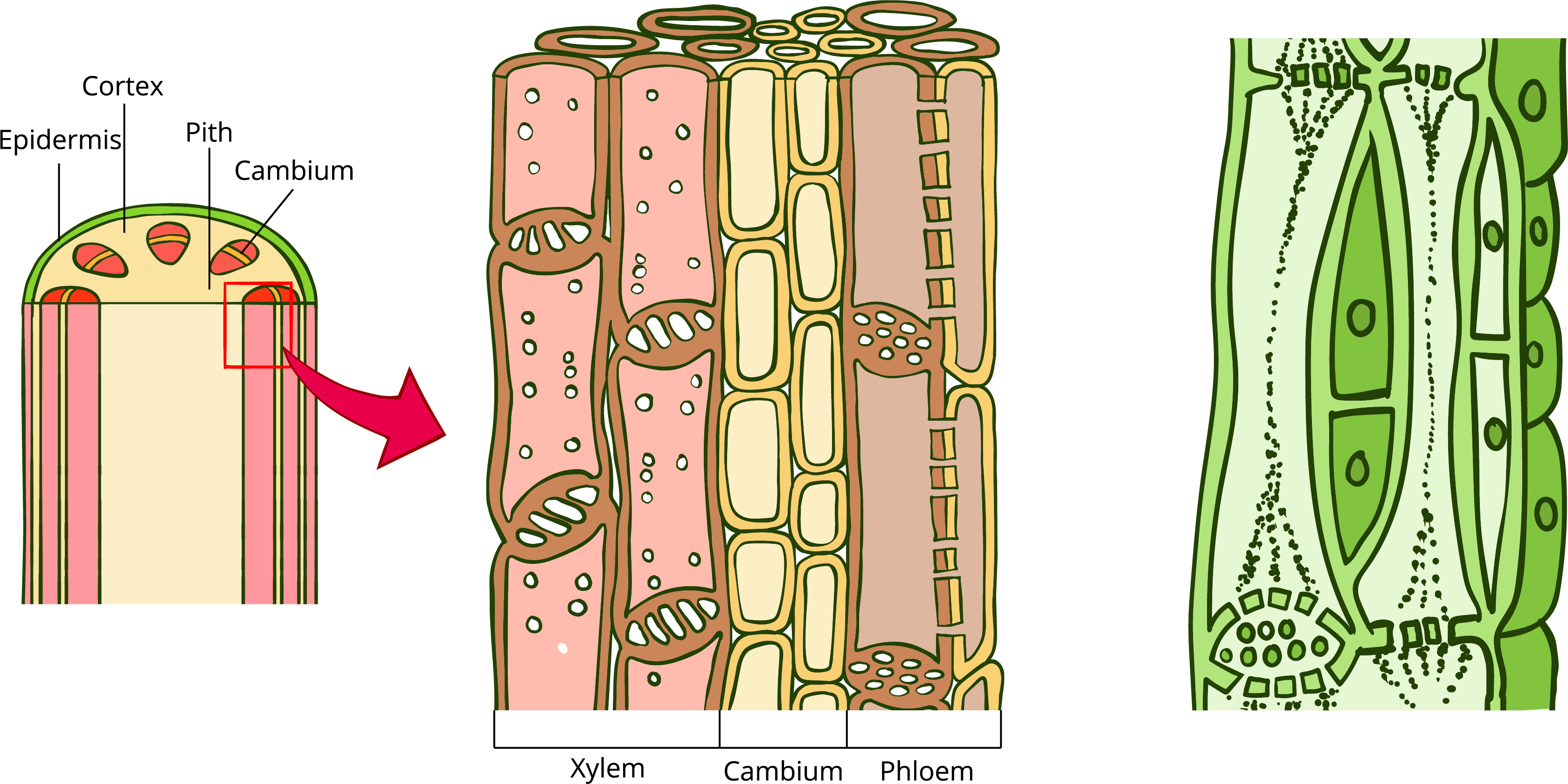 complex-permannet-tissue-xylem-lesson-science-cbse-class-9