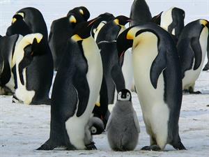 emperor-penguins-429128_1920.jpg
