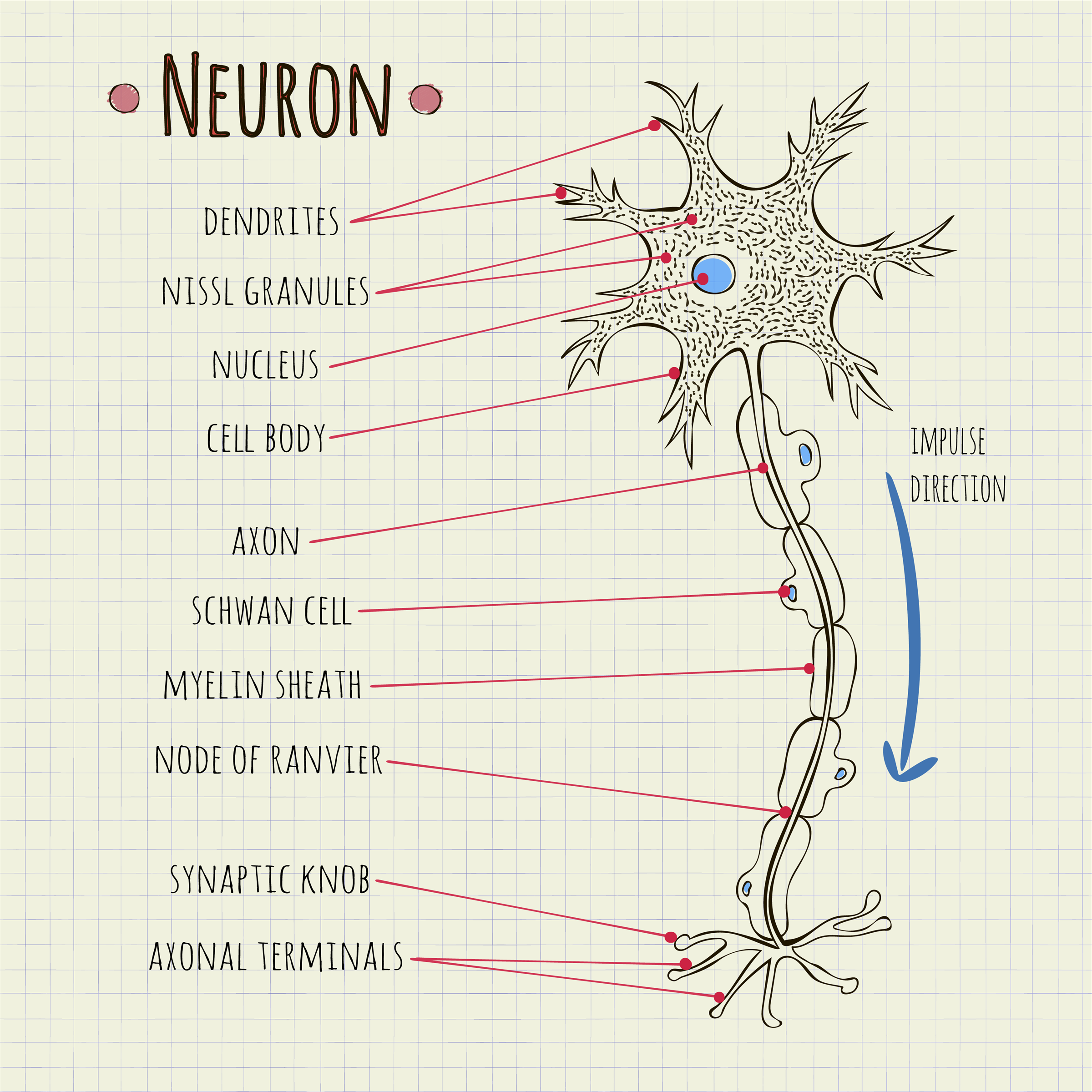 structure-of-neuron-and-types-lesson-science-cbse-class-10