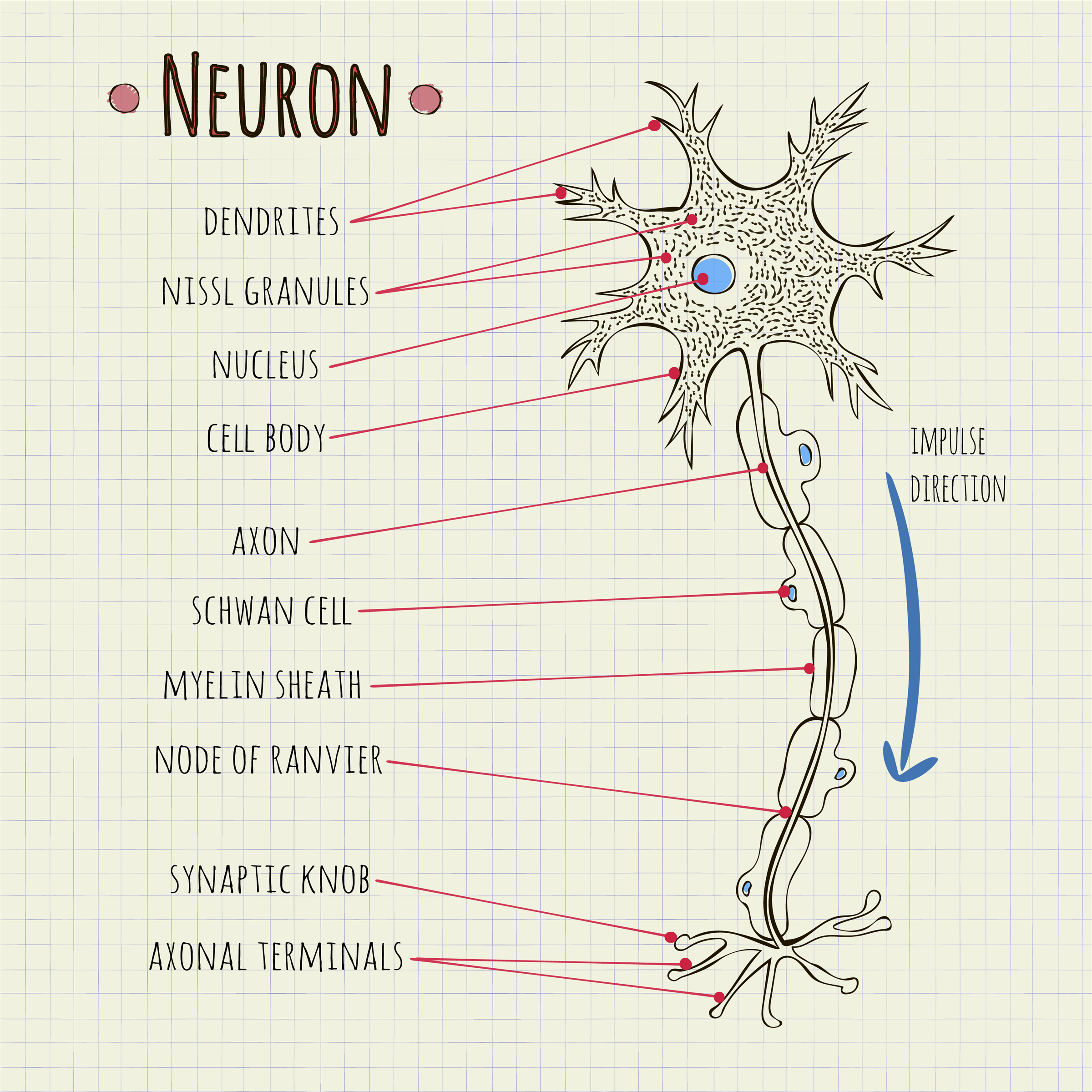 Draw A Labelled Diagram Of The Neuron And Describe Class 11 Biology   Neuronw2400 