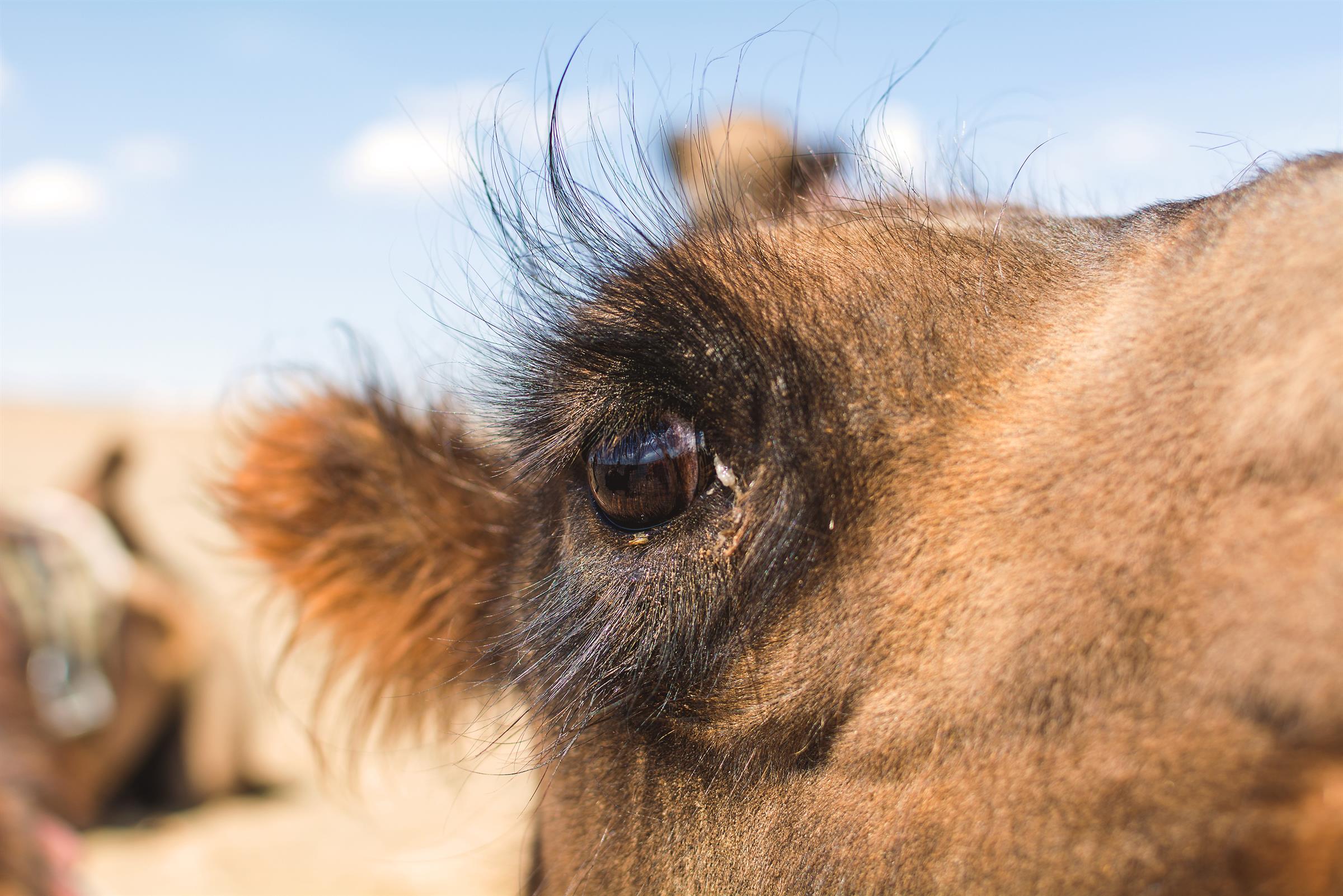 Adaptations in camels — lesson. Science State Board, Class 6.