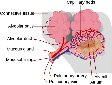 465px-Alveolus_diagram.svg.png