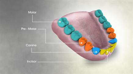 3D_Medical_Animation_Still_Showing_Types_of_Teeth.jpg