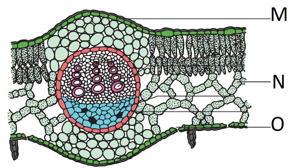 Plant tissue system and plant anatomy — task. Science State Board ...