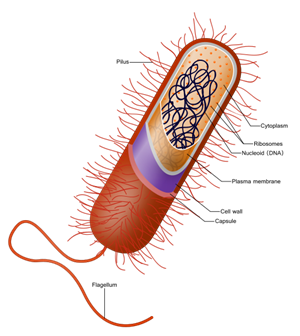 Prokaryote_cell.svg.png