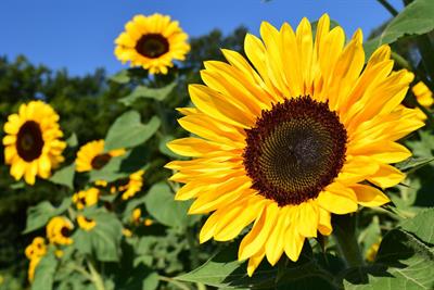 sunflower-1627193_1280.jpg