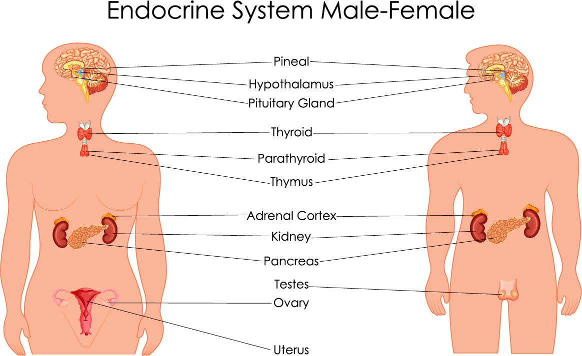 Endocrine Glands And Other Hormones — Lesson. Science Cbse, Class 8.