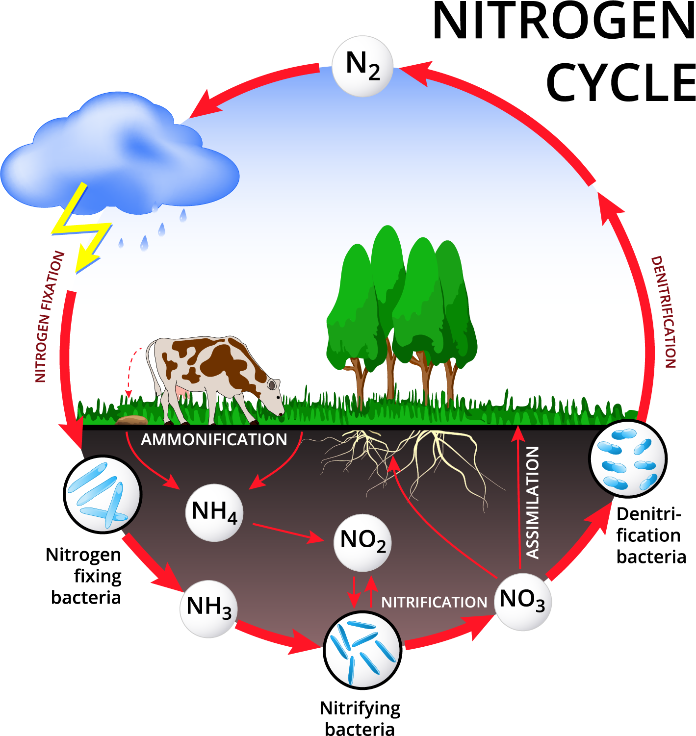 nitrogen-fixation-lesson-science-state-board-class-8