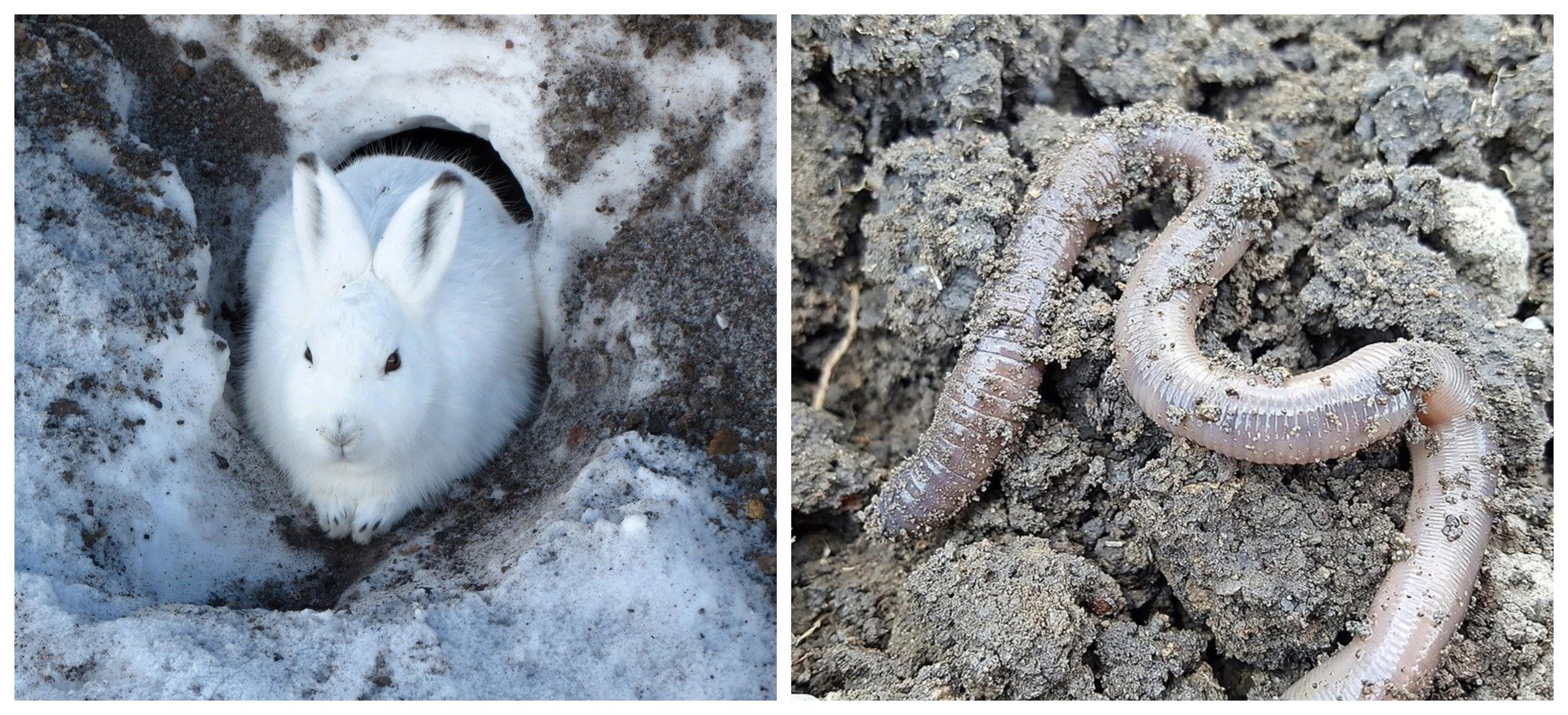 Oxygen — lesson. Science CBSE, Class 6.