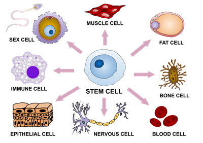 768px-Final_stem_cell_differentiation_(1).svg.png