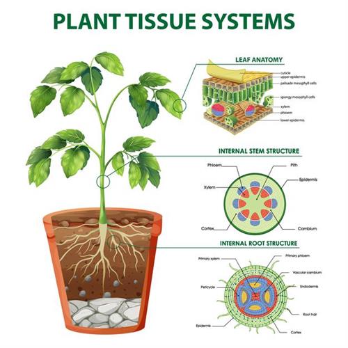 diagram-showing-plant-tissue-systems_1308-54386.jpg