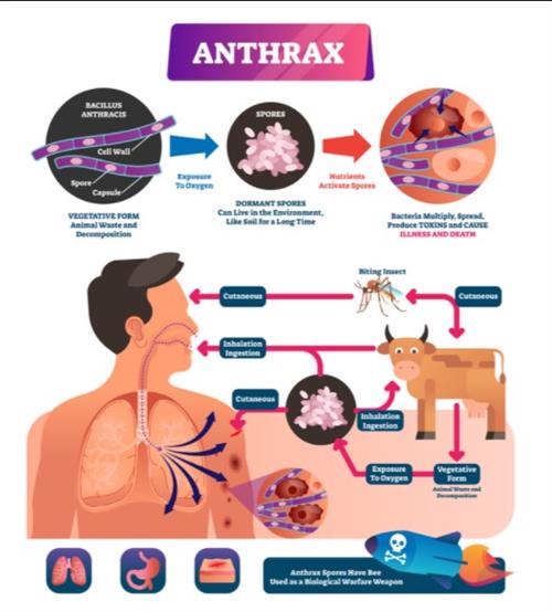 diseases caused by bacteria in animals