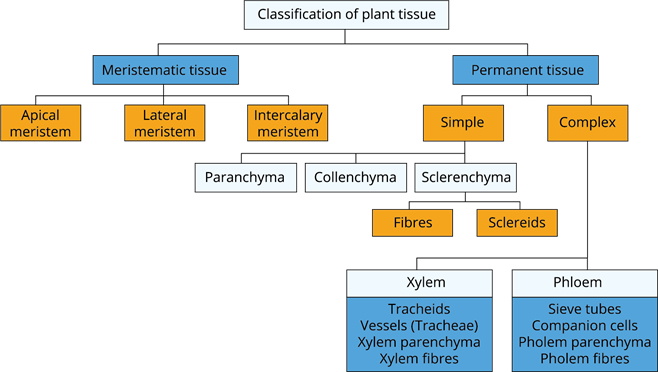 plant-tissues-lesson-science-state-board-class-9