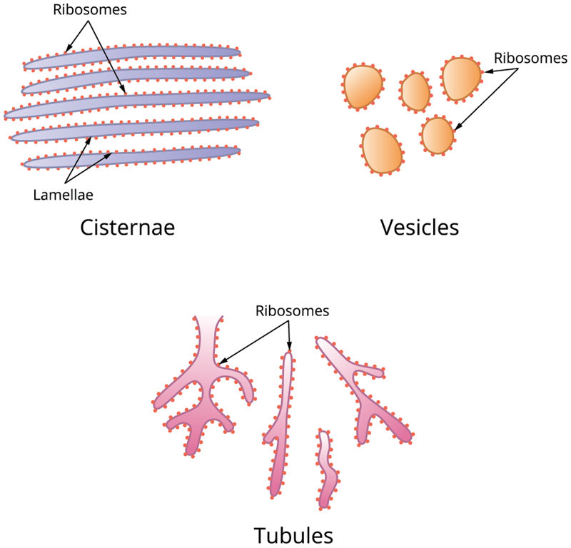 Endoplasmic Reticulum — lesson. Science CBSE, Class 9.