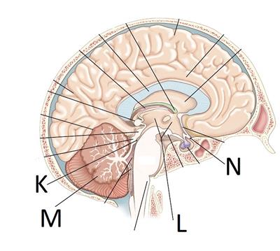 cerebellum.jpg