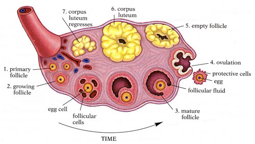 Anatomyoftheovaries.jpg