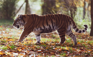 tiger in forest2020-12-21 163910.png