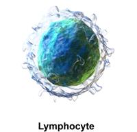 lymphocyte.jpg