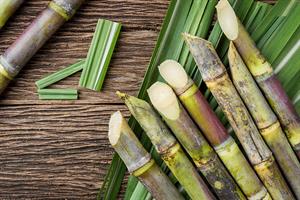 sugarcane-5388614_1280.jpg