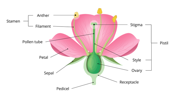 Parts of a Flower, Diagram and Functions