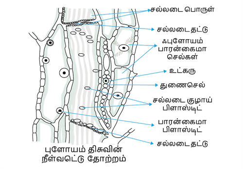 YCIND31052022_3819_Organisation_of_tissues_2.png