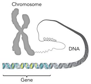 Gene, DNA and chromosome.jpg