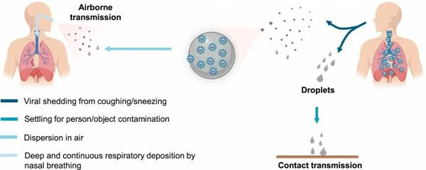 Https-doi.org-10.1073-pnas.2009637117-F4.large.jpg