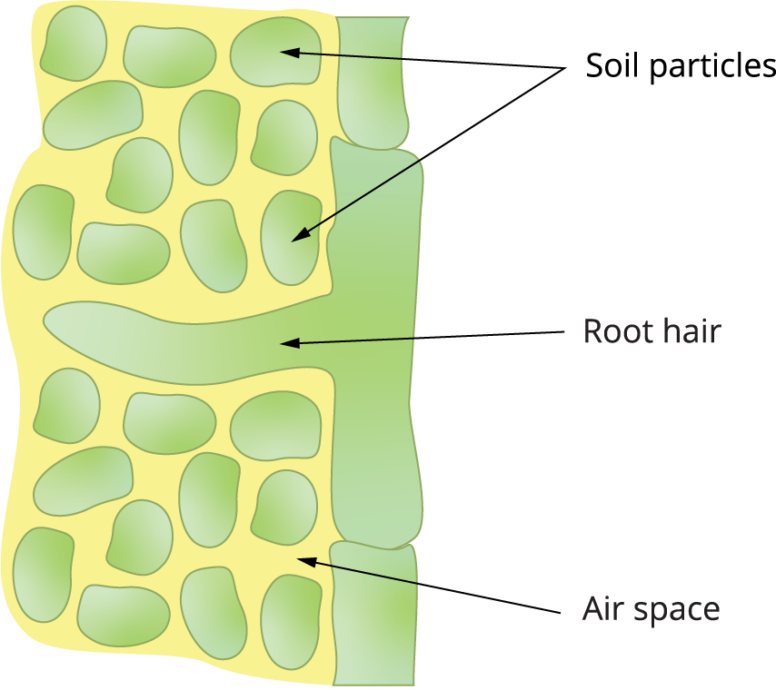 The process of respiration in plants — lesson. Science CBSE, Class 7.