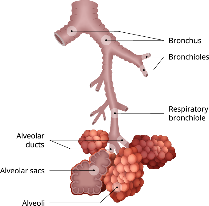 Respiratory system of rabbit — lesson. Science State Board, Class 10.