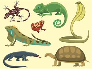reptiles 2 draft.jpg