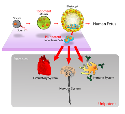 Stem_cells_diagram.png