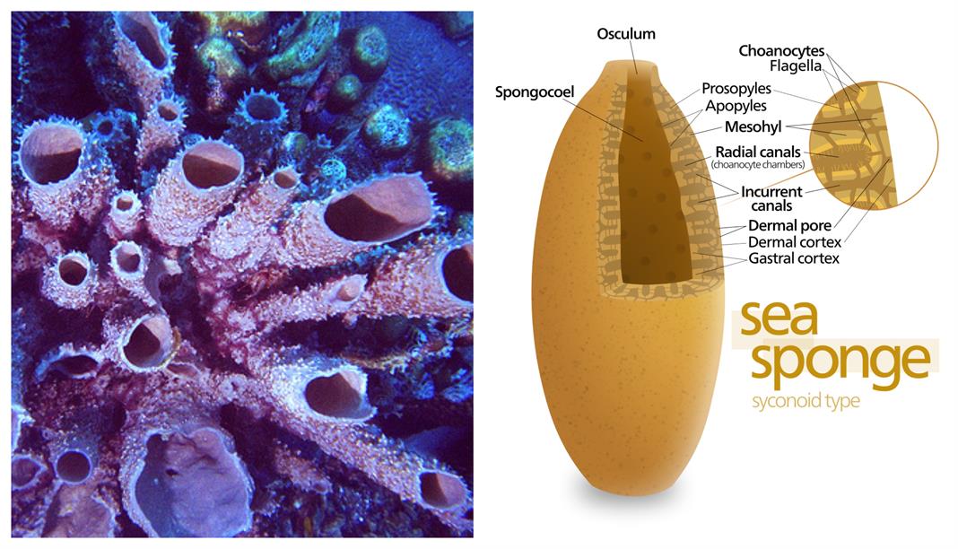 Nervous system in different organisms I — lesson. Science CBSE, Class 10.