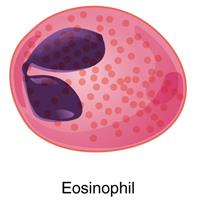 eosinophil.jpg