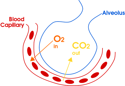 768px-Gas_exchange_in_the_aveolus_simple_(en).svg.png