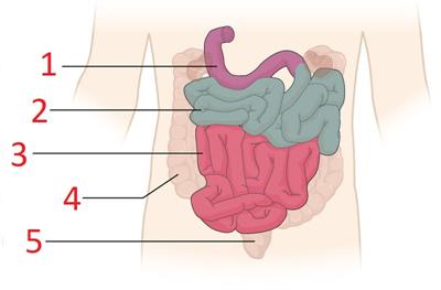 800px-2417_Small_IntestineN_without_label.jpg