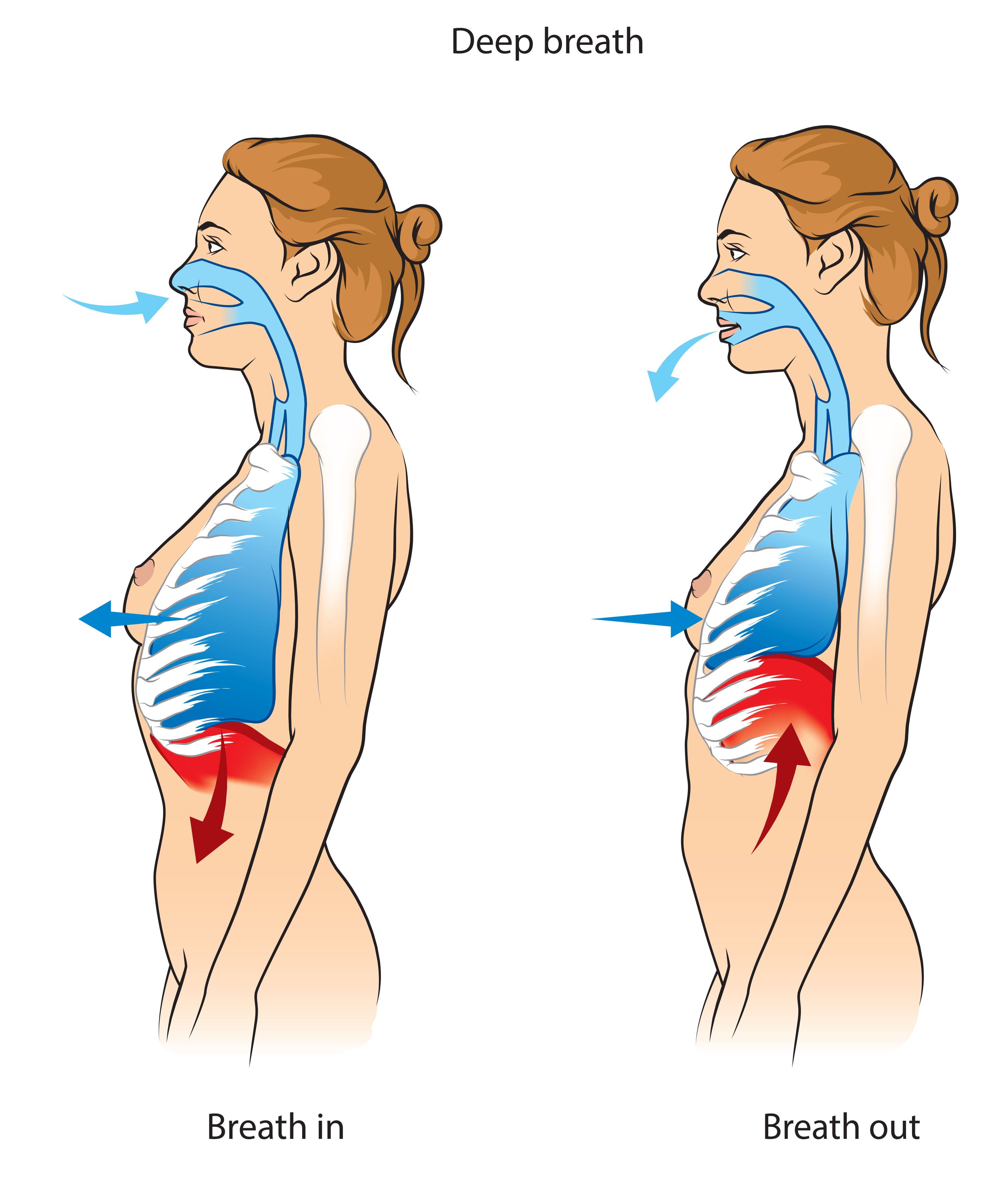 Breathing and breathing rate — lesson. Science CBSE, Class 7.