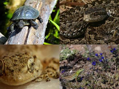 1024px-European_reptiles_collage.jpg