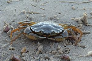 Common_shore_crab_2.jpg