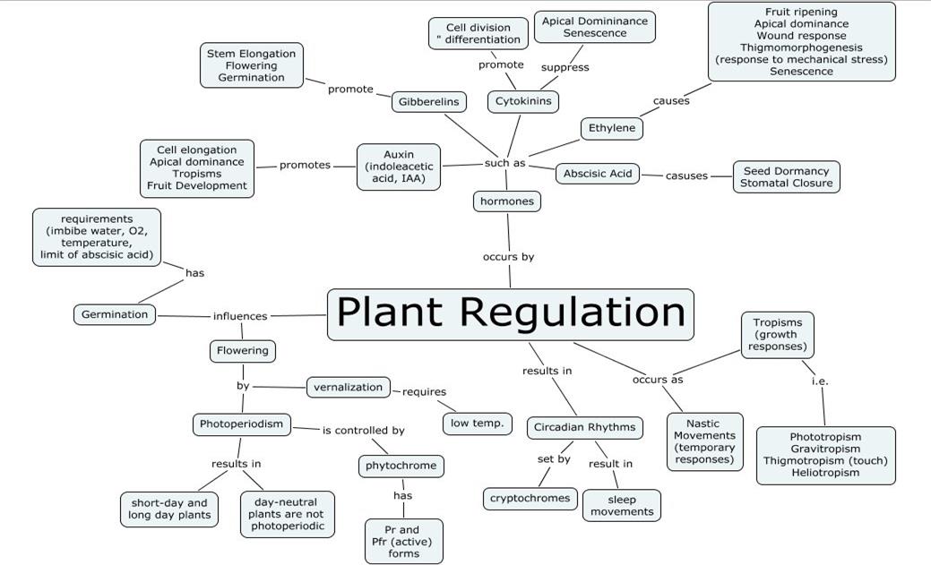 mind-map-lesson-science-cbse-class-10