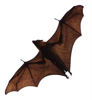 828px-Flying-Fox-Bat.jpg