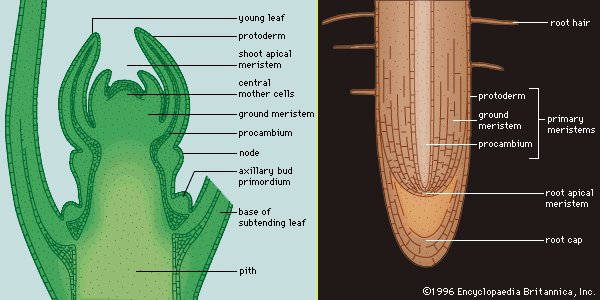 meristem-cell-division-cell-division