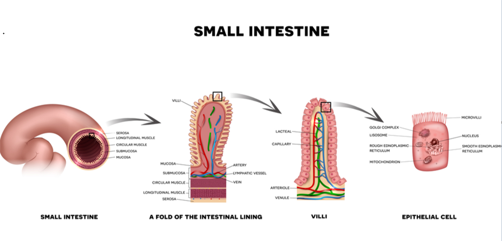 Plasma membrane (plasmalemma) — lesson. Science CBSE, Class 9.