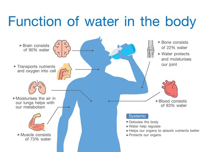 Water purification process — lesson. Science CBSE, Class 9.