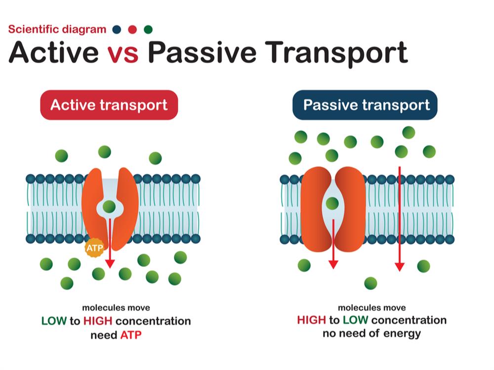 types-of-transport-lesson-science-state-board-class-10