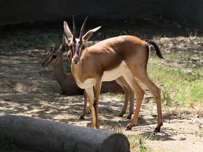 Gazelle - North America - Yaclass.jpg