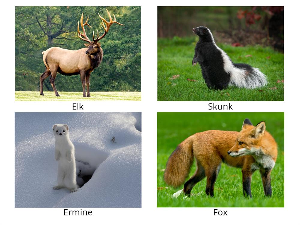 Forest Flora And Fauna Of Different Regions Of North America Lesson